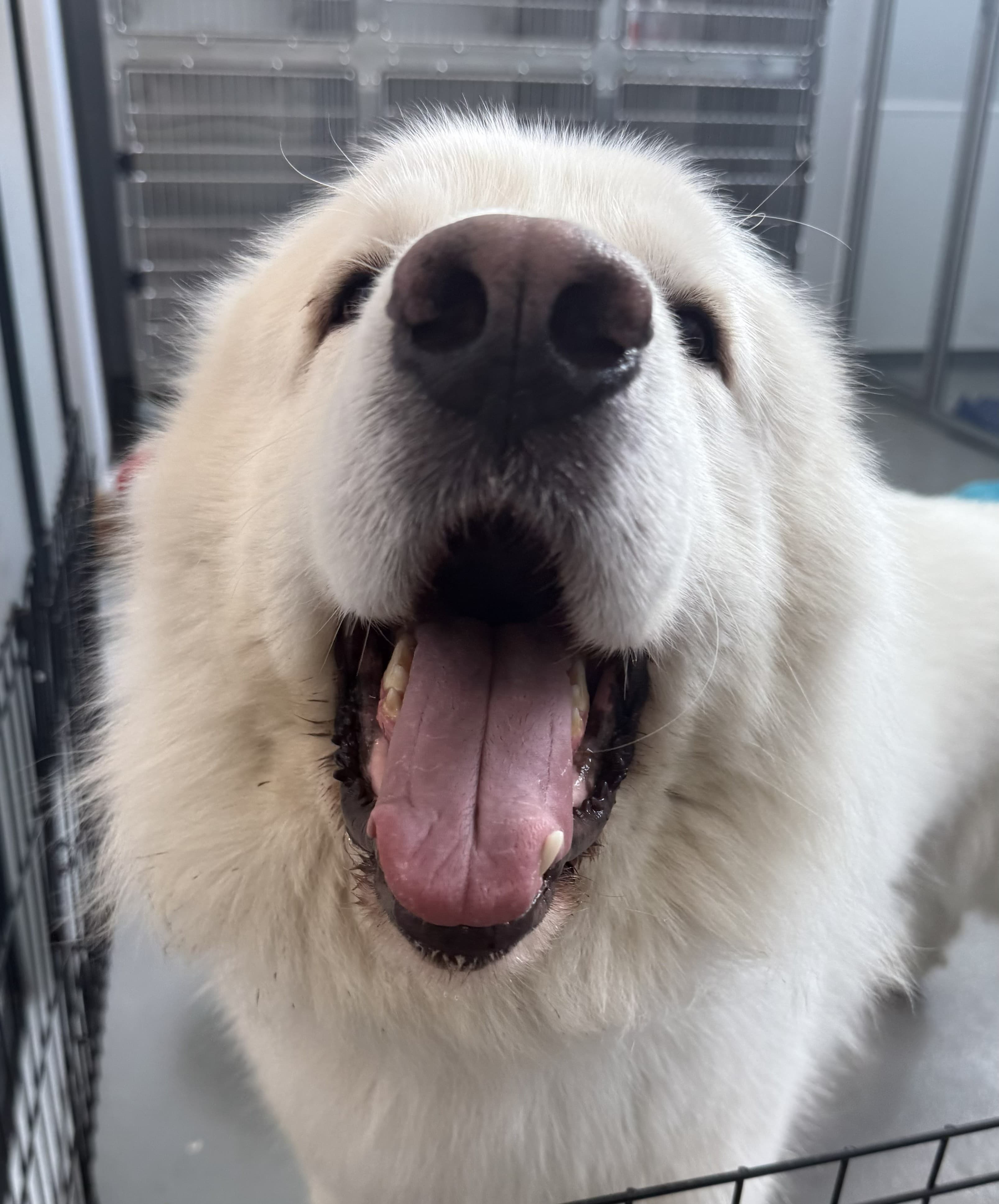 Ash - Great Pyrenees/Mix available for adoption