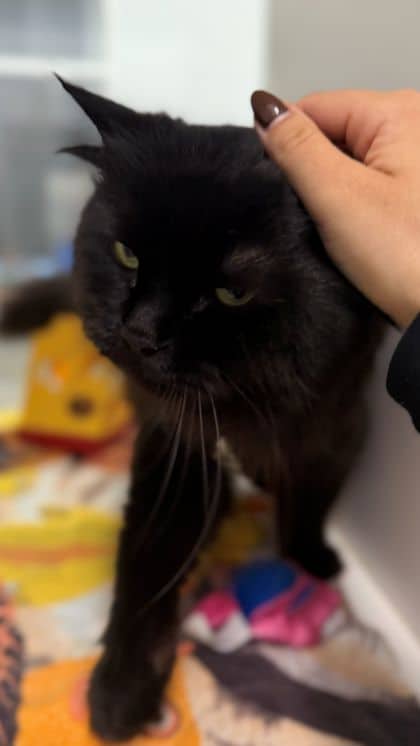 Dylan - Domestic Longhair/Mix cat available for adoption at Humane Society London & Middlesex in London