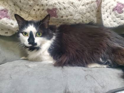 Chloe - Domestic Longhair/Mix cat available for adoption at Humane Society London & Middlesex in London