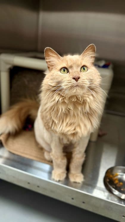Floof - Domestic Longhair/Mix cat available for adoption at Humane Society London & Middlesex in London