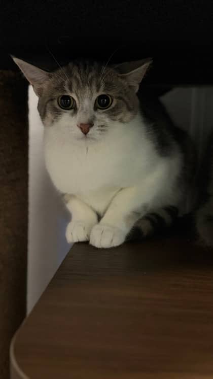 Clyde - Domestic Shorthair/Mix available for adoption