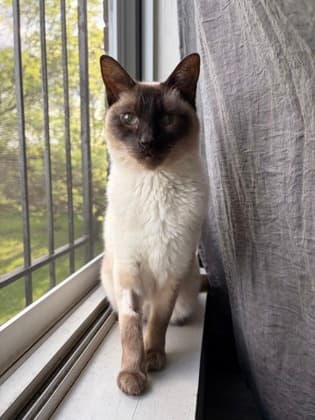 Luma - Siamese/Mix cat available for adoption at Humane Society London & Middlesex in London