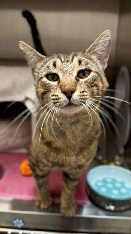 Brigs - Domestic Shorthair/Mix available for adoption