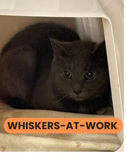 Clue - Domestic Shorthair/Mix cat available for adoption at Humane Society London & Middlesex in London