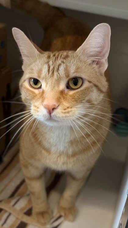 Floyd - Domestic Shorthair/Mix cat available for adoption at Humane Society London & Middlesex in London