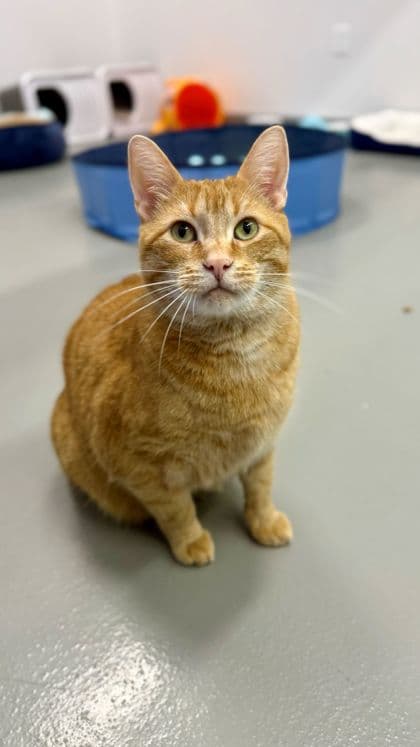 Kerplunk - Domestic Shorthair/Mix available for adoption