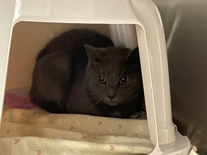 Clue - Domestic Shorthair/Mix available for adoption