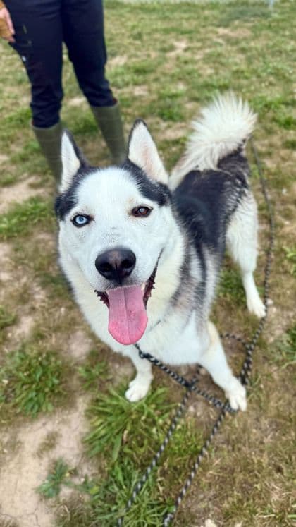 Fhabloo - Siberian Husky/Mix available for adoption