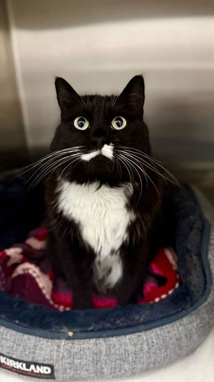 Trixie - Domestic Medium Hair/Mix cat available for adoption in Calgary