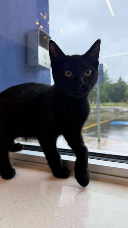 Jules - Domestic Shorthair/Mix available for adoption