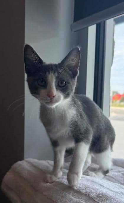 Valentino - Domestic Shorthair/Mix available for adoption
