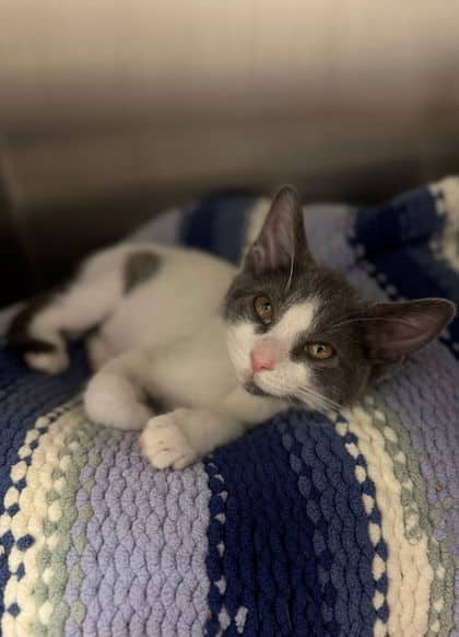 Ermine - Domestic Shorthair/Mix cat available for adoption at Humane Society London & Middlesex in London