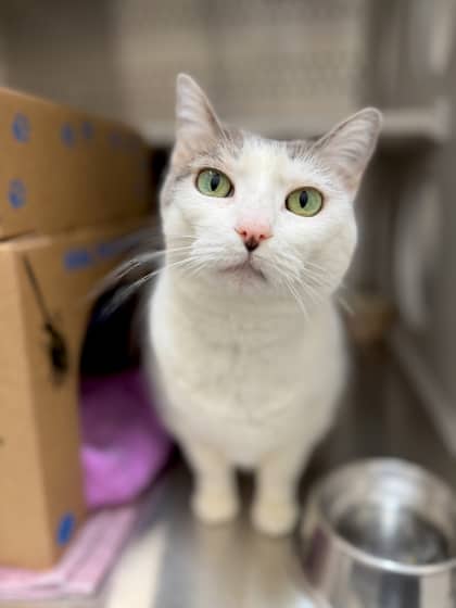 Tessa - Domestic Shorthair/Mix cat available for adoption at Humane Society London & Middlesex in London