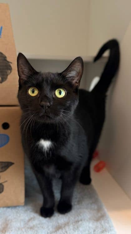 Fergie - Domestic Shorthair/Mix cat available for adoption at Humane Society London & Middlesex in London