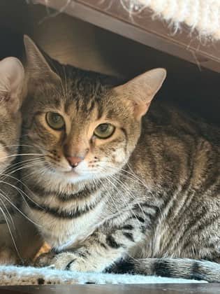 Princess Hershey - Bengal/Mix available for adoption