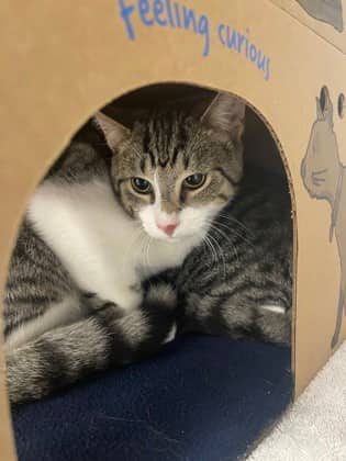 Blinky - Domestic Shorthair/Mix cat available for adoption at Humane Society London & Middlesex in London
