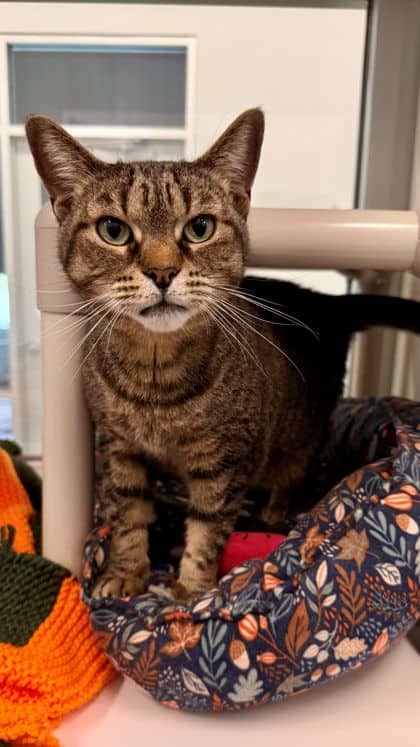 Phoebe - Domestic Shorthair/Mix cat available for adoption in Ontario