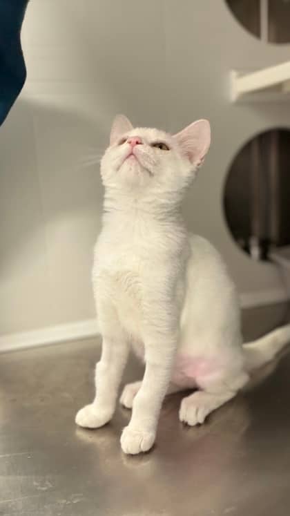 Kia - Domestic Shorthair/Mix available for adoption
