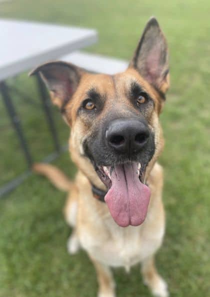 Duke - Shepherd/Belgian Malinois available for adoption