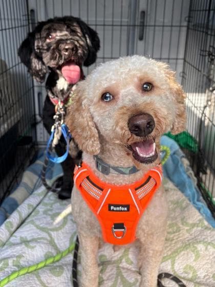 Finn - Poodle, Miniature/Mix available for adoption in Ontario