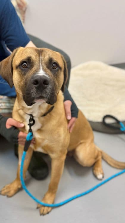 Cooper - Mastiff/Mix available for adoption in Ontario