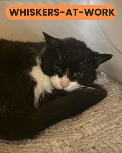 Booker - Domestic Shorthair/Mix cat available for adoption in Calgary