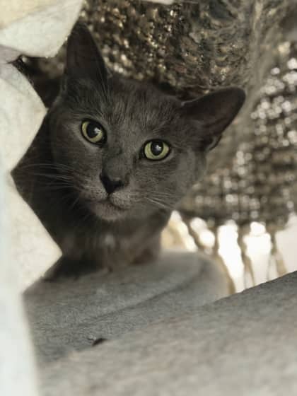Clue - Domestic Shorthair/Mix available for adoption