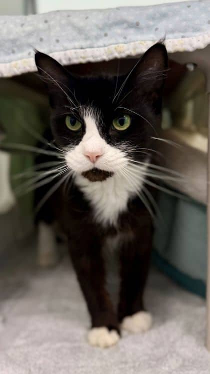 Jasmine - Domestic Shorthair/Mix available for adoption