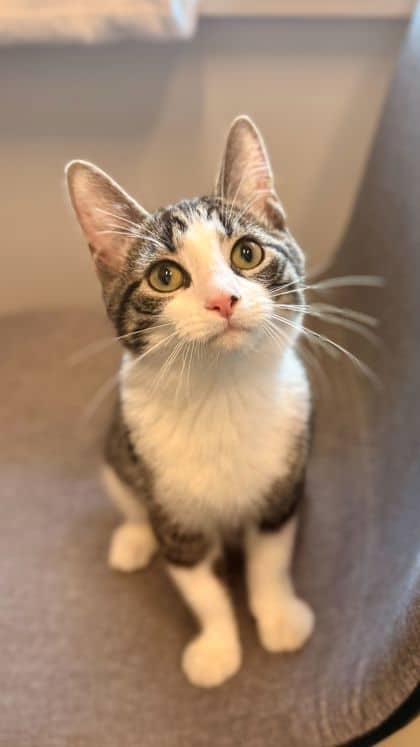 Mel - Domestic Shorthair/Mix available for adoption