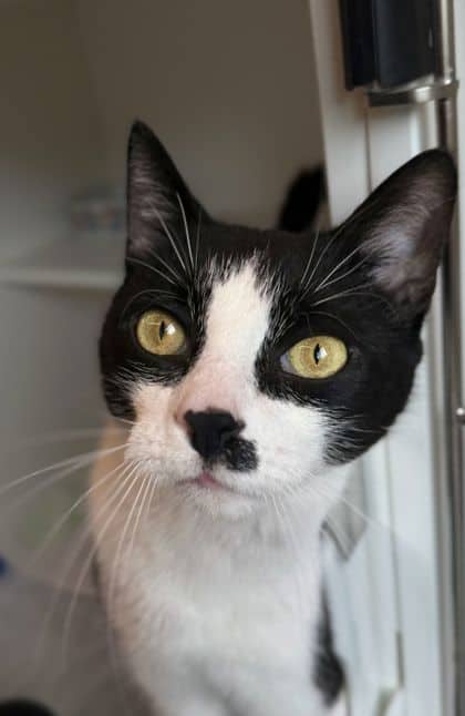 Jack - Domestic Shorthair/Mix cat available for adoption at Humane Society London & Middlesex in London