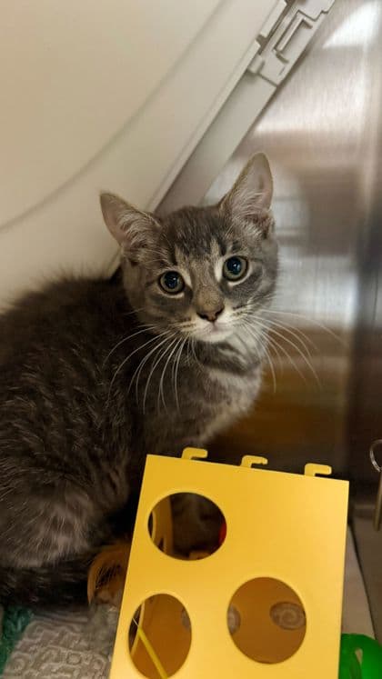 Sidewinder - Domestic Shorthair/Mix cat available for adoption at Humane Society London & Middlesex in London