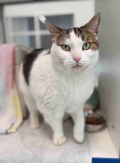 Molly - Domestic Shorthair/Mix available for adoption