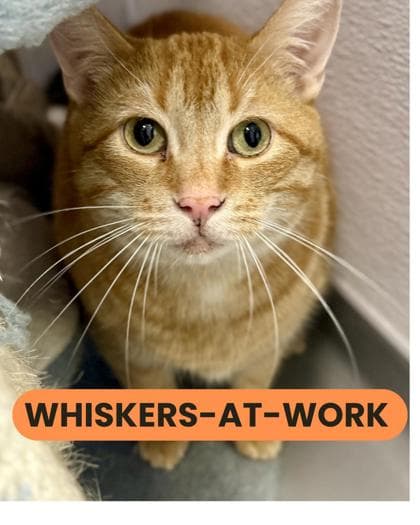 Kerplunk - Domestic Shorthair/Mix cat available for adoption at Humane Society London & Middlesex in London