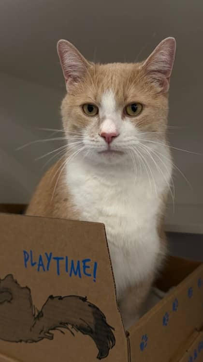 Pumpkin - Domestic Shorthair/Mix cat available for adoption at Humane Society London & Middlesex in London
