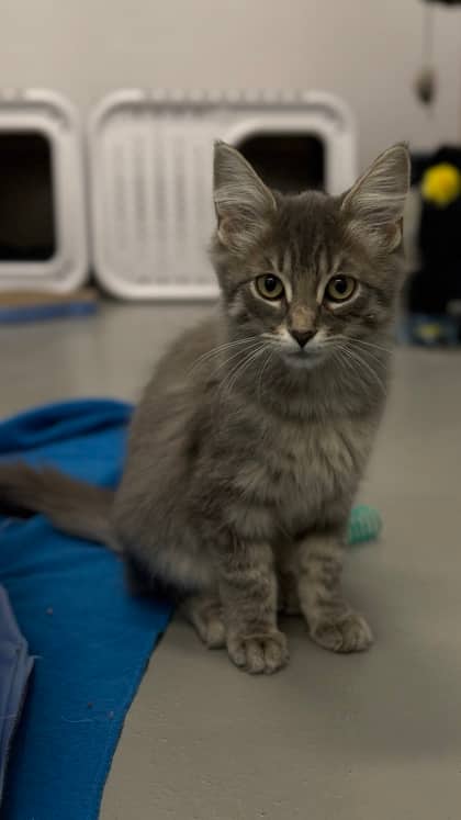 Merlin - Domestic Medium Hair/Mix cat available for adoption at Humane Society London & Middlesex in London