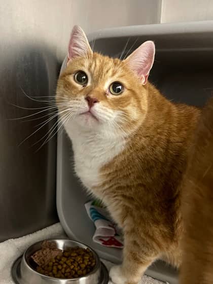 Delilah - Domestic Shorthair/Mix cat available for adoption at Humane Society London & Middlesex in London