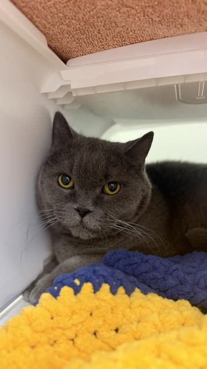 Chiquito - British Shorthair/Mix cat available for adoption at Humane Society London & Middlesex in London