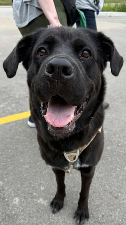 Sadie - Newfoundland/Mix available for adoption