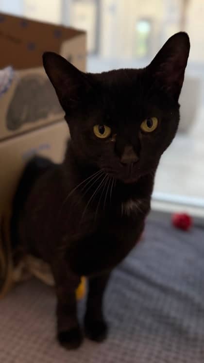 Katey Purry - Domestic Shorthair/Mix cat available for adoption at Humane Society London & Middlesex in London