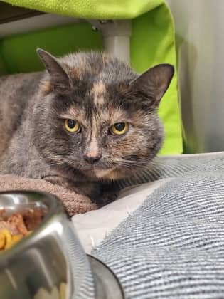 Angel - Domestic Shorthair/Mix available for adoption