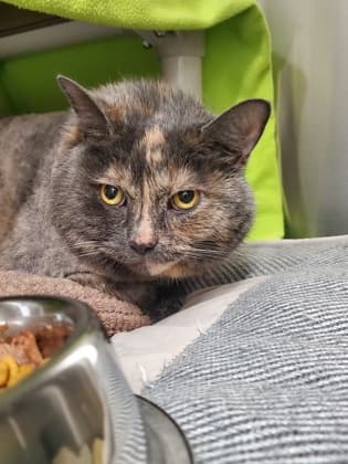 Angel - Domestic Shorthair/Mix cat available for adoption at Humane Society London & Middlesex in London