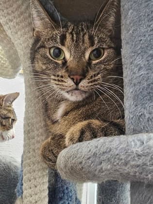 Trivial Pursuit - Domestic Shorthair/Mix cat available for adoption at Humane Society London & Middlesex in London