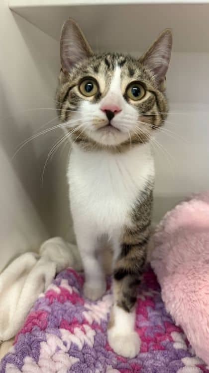 Emmie - Domestic Shorthair/Mix available for adoption