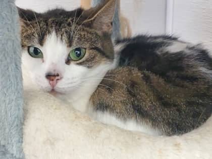Boggle - Domestic Shorthair/Mix available for adoption