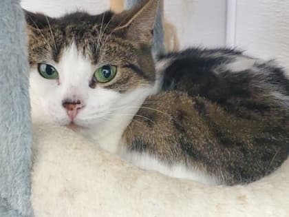 Boggle - Domestic Shorthair/Mix available for adoption