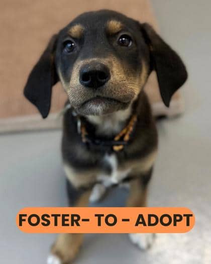 Jasmine - Shepherd/Mix available for adoption in Ontario