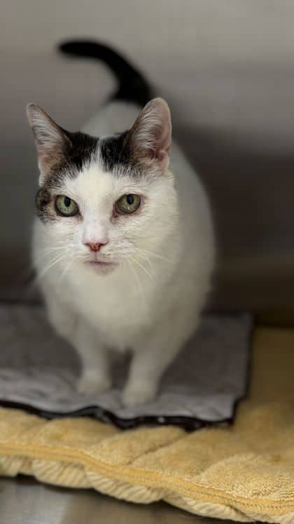Pumpkin - Domestic Shorthair/Mix cat available for adoption at Humane Society London & Middlesex in London