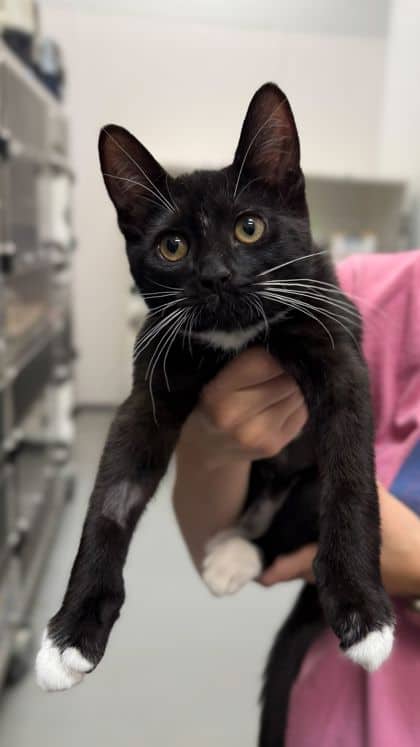 Lucky Charm - Domestic Shorthair/Mix cat available for adoption at Humane Society London & Middlesex in London