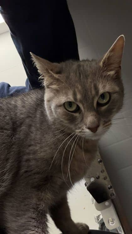 Hera - Domestic Shorthair/Mix available for adoption