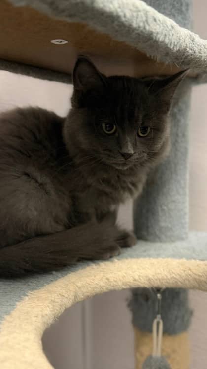 Itchy - Domestic Medium Hair/Mix cat available for adoption at Humane Society London & Middlesex in London